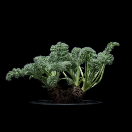 ペラルゴニウム アッペンディクラツム / Pelargonium appendiculatum #7