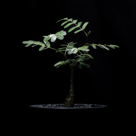 センナ メリディオナリス / Senna meridionalis #6