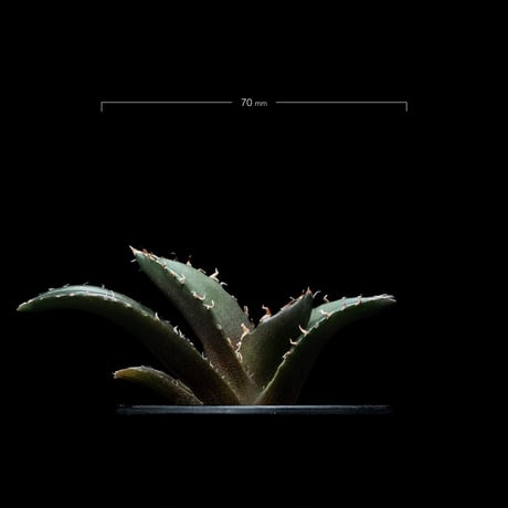 アガベ チタノタ 白鯨 / Agave titanota ‘White Whale’ #54
