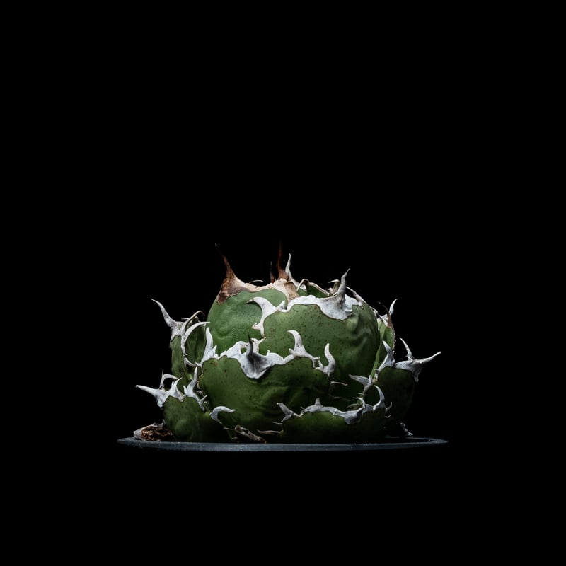 アガベ チタノタ 白鯨 / Agave titanota 'White Whale' #39