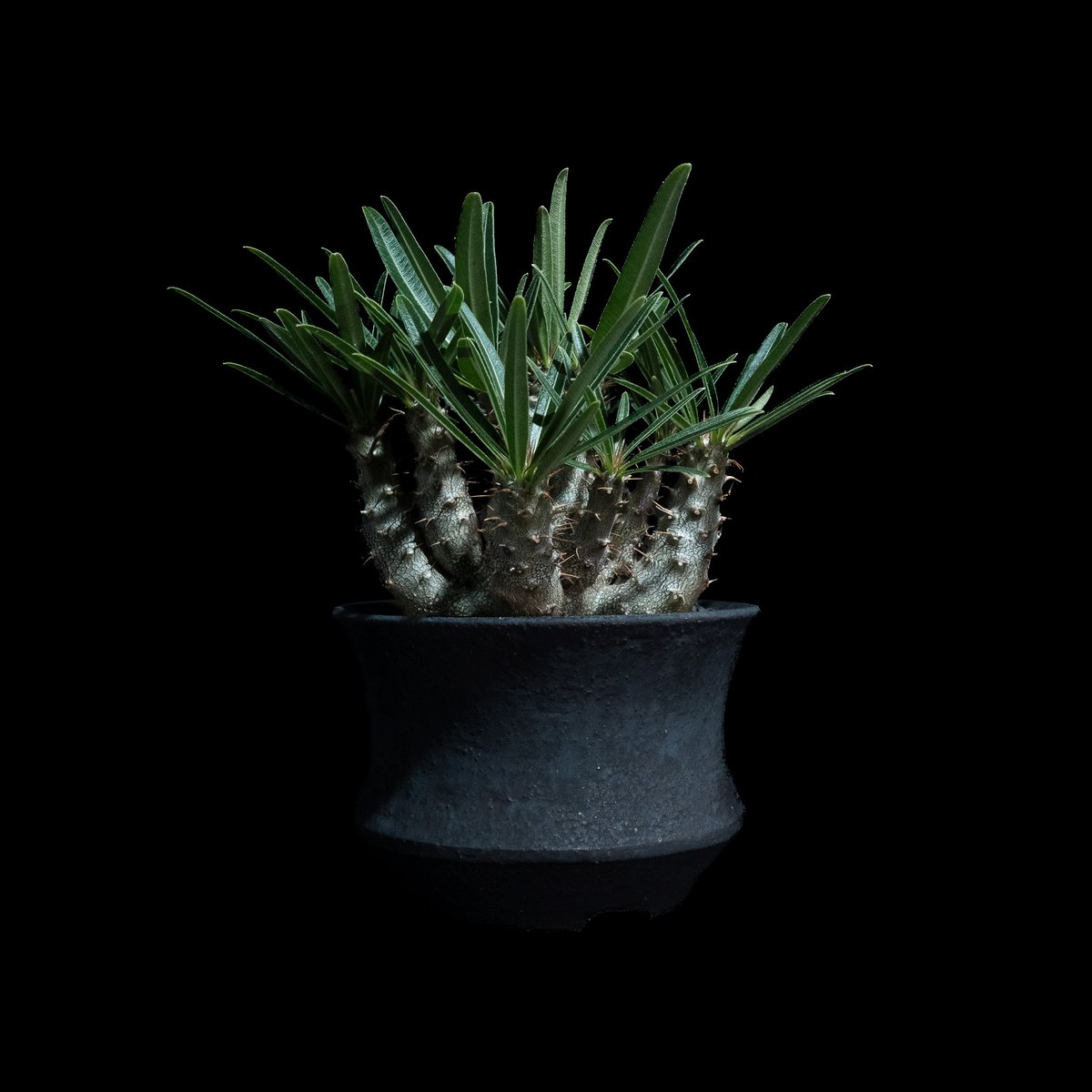 パキポディウム グラキリス Pachypodium gracilius ⑥ パキポディウム グラキリス 2頭／Pachypodium gracilius