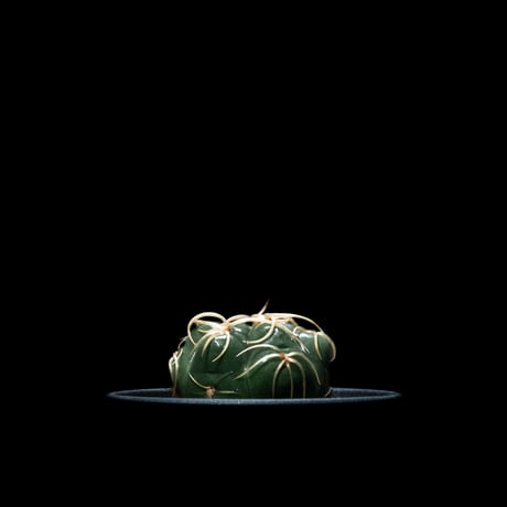 ギムノカリキウム 海王丸 / Gymnocalycium denudatum ‘Kaioumaru’