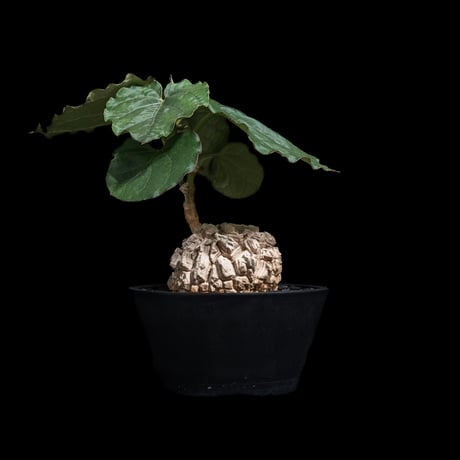 マテレア シクロフィラ / Matelea cyclophylla #9