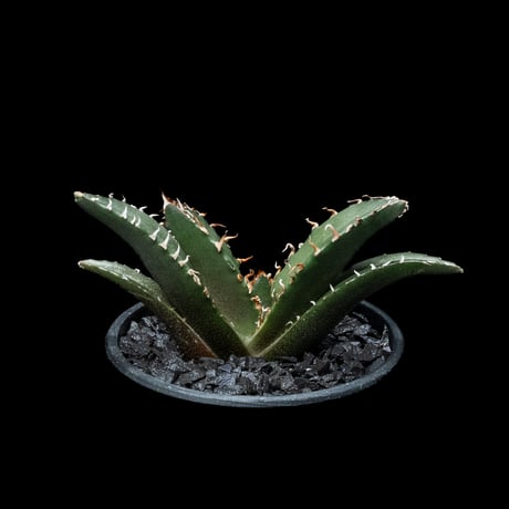 アガベ チタノタ 白鯨 / Agave titanota ‘White Whale’ #45