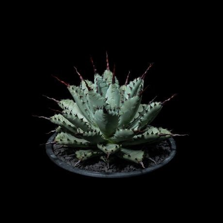 アガベ 八荒雷神 / Agave potatorum × macroacantha #1