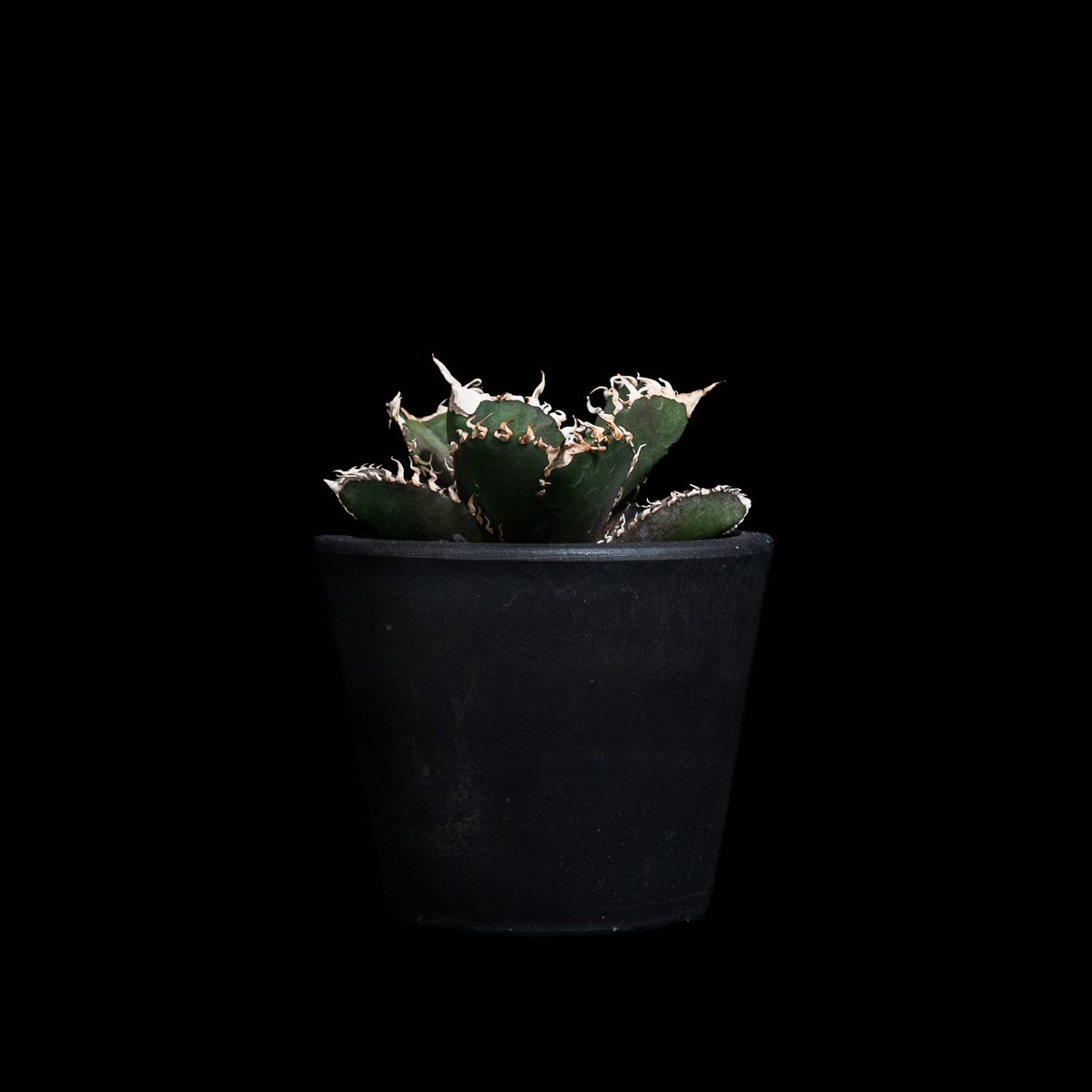 アガベ チタノタ 金剛 / Agave titanota 'King Kong' #1 |