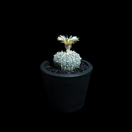 アストロフィツム アステリアス / Astrophytum asterias #13