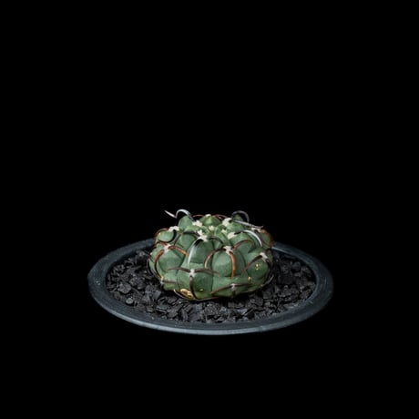 ギムノカリキウム バッテリー / Gymnocalycium vatteri