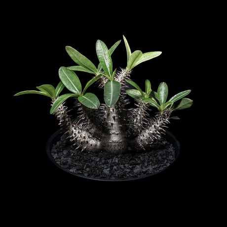 【落葉中】パキポディウム マカイエンセ / Pachypodium makayense