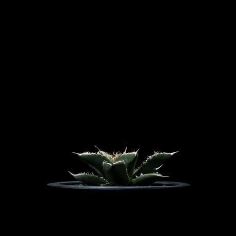 アガベ チタノタ 海王 / Agave titanota ‘Sea King’ #1