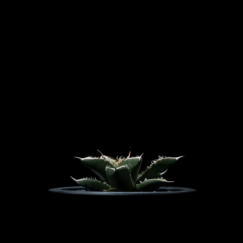 アガベ チタノタ 海王 / Agave titanota 'Sea King' #1 | Du