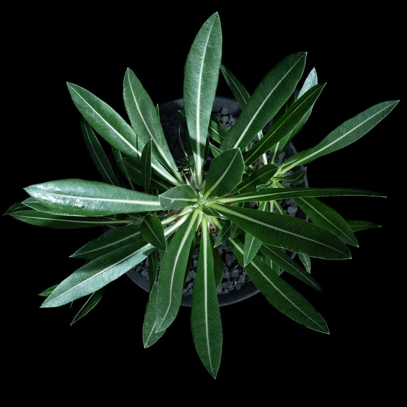 n*3様 Pachypodium makayense パキポディウム　マカイエン パキポディウム マカイエンセ Pachypodium makayense No.1 | man