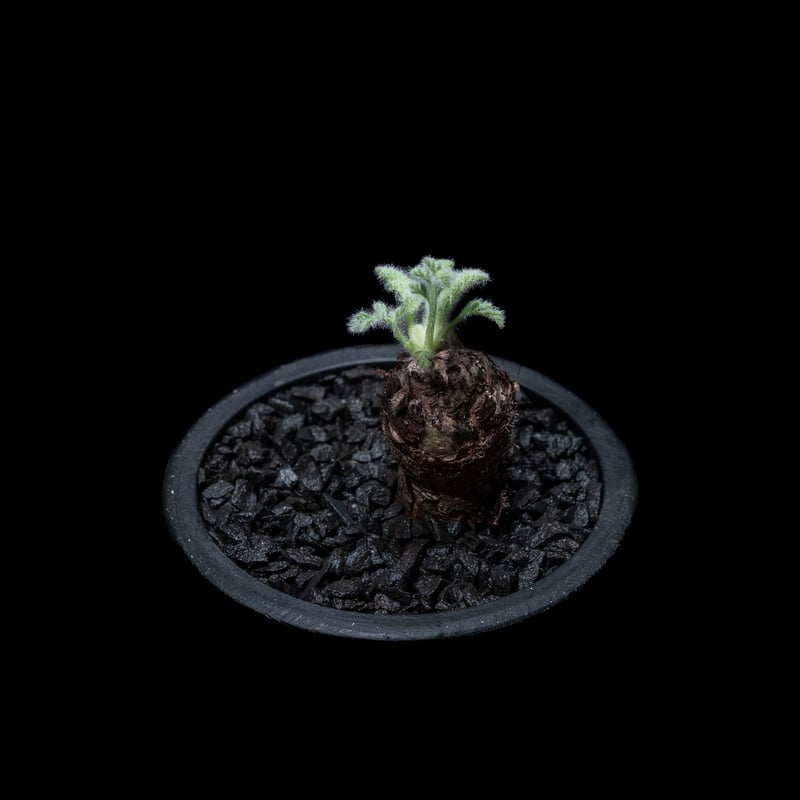 ペラルゴニウム アッペンディクラツム / Pelargonium appendicul