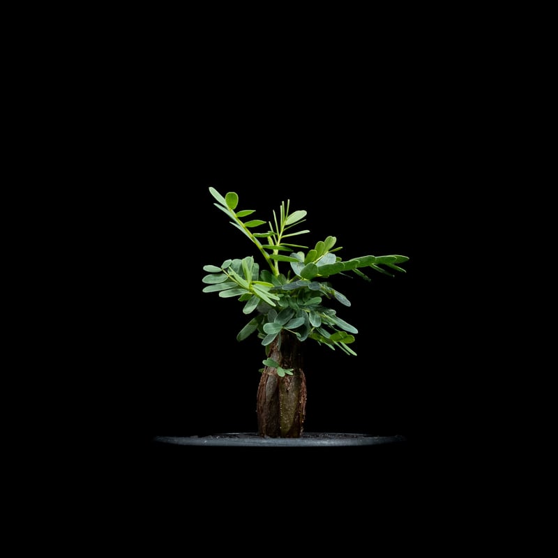 センナ メリディオナリス / Senna meridionalis #13 | Ducks (