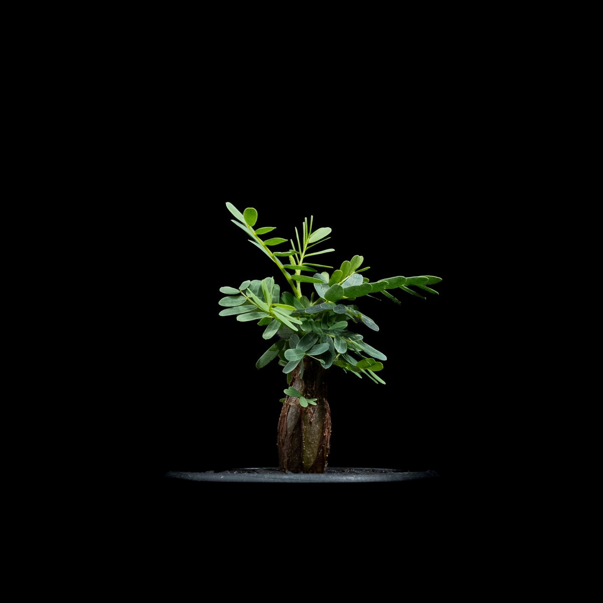 センナ メリディオナリス13 センナ メリディオナリス / Senna meridionalis #13 | Ducks (