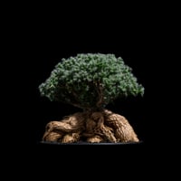トリコディアデマ ブルボスム / Trichodiadema bulbosum #28