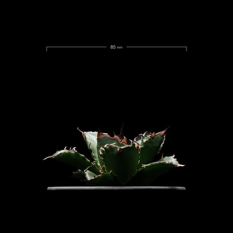 アガベ チタノタ 姫厳竜 / Agave titanota ‘Dwarf’ #2