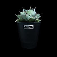 アガベ 王妃笹の雪 A型 白覆輪斑 ピンキー / Agave filifera var. co