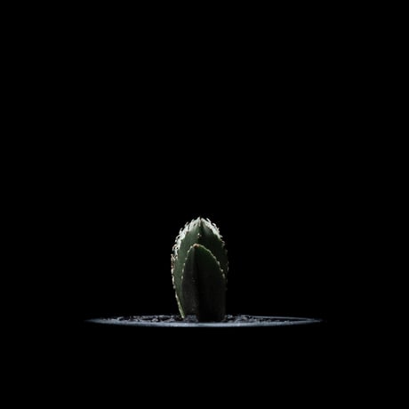 アガベ チタノタ 白鯨 / Agave titanota ‘White Whale’ #13