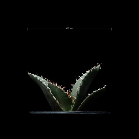アガベ チタノタ 白鯨 / Agave titanota ‘White Whale’ #26