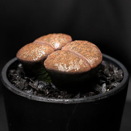 リトープス 紫褐紫勲玉 / Lithops lesliei var.rubrobrunnea