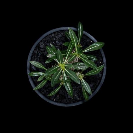 パキポディウム デンシカウレ / Pachypodium densicaule #5