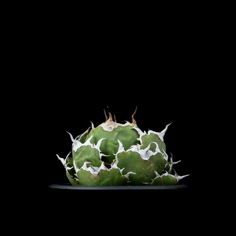 アガベ チタノタ 白鯨 / Agave titanota ‘White Whale’ #38