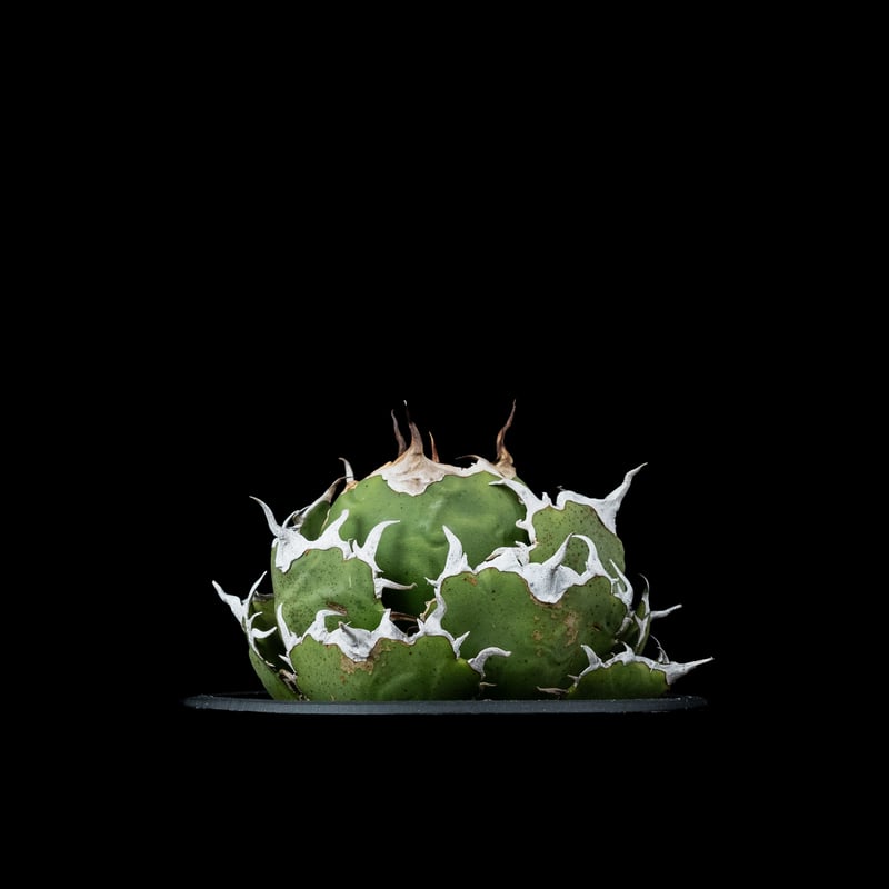 アガベ チタノタ 白鯨 / Agave titanota 'White Whale' #38