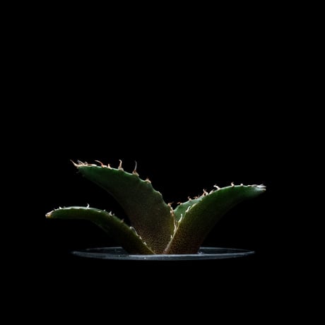 アガベ チタノタ 白鯨 / Agave titanota ‘White Whale’ #55