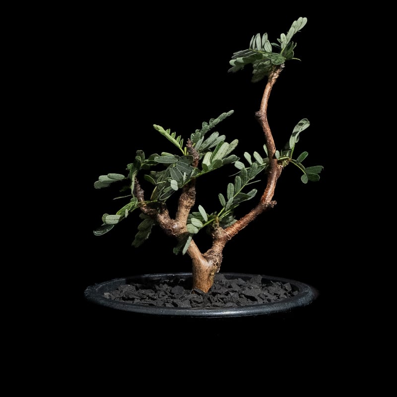 センナ メリディオナリス / Senna meridionalis #29 | Ducks (