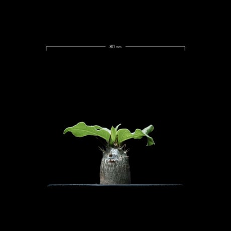 パキポディウム レアリー / Pachypodium Lealii #1
