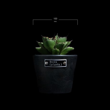 アガベ チタノタ 熊猫 / Agave titanota 'Panda' #4