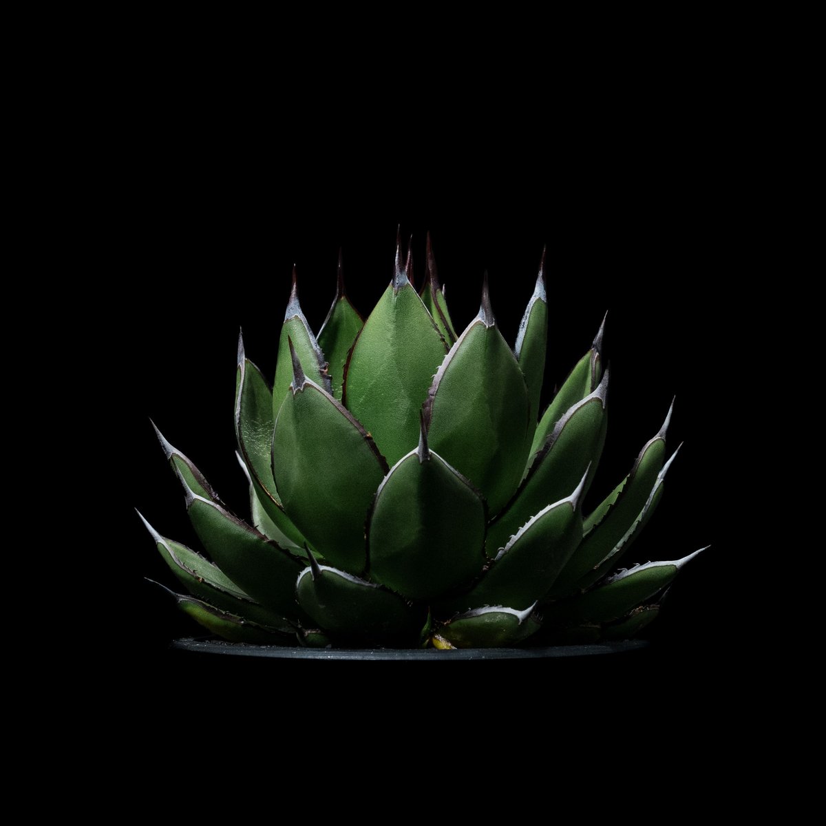 アガベ 兜蟹×笹の雪 / Agave isthmensis 'Kabutogani' × vi