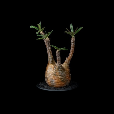 パキポディウム グラキリス / Pachypodium rosulatum var. gracilius #26