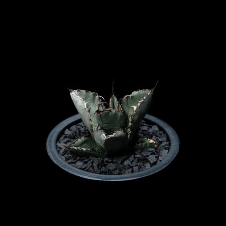 アガベ チタノタ ブラック&ブルー / Agave titanota ‘Black & Blue’ #11