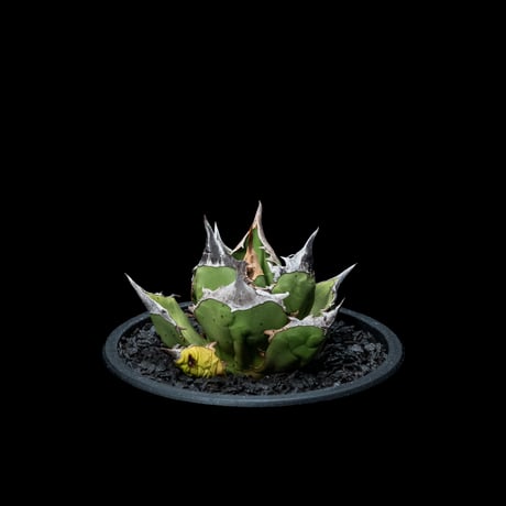 アガベ チタノタ 白犀牛 / Agave titanota ‘White Rhino’ #1