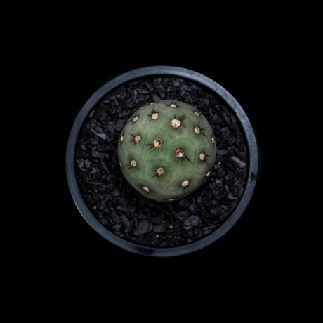 テフロカクタス ゲオメトリクス / Tephrocactus geometricus