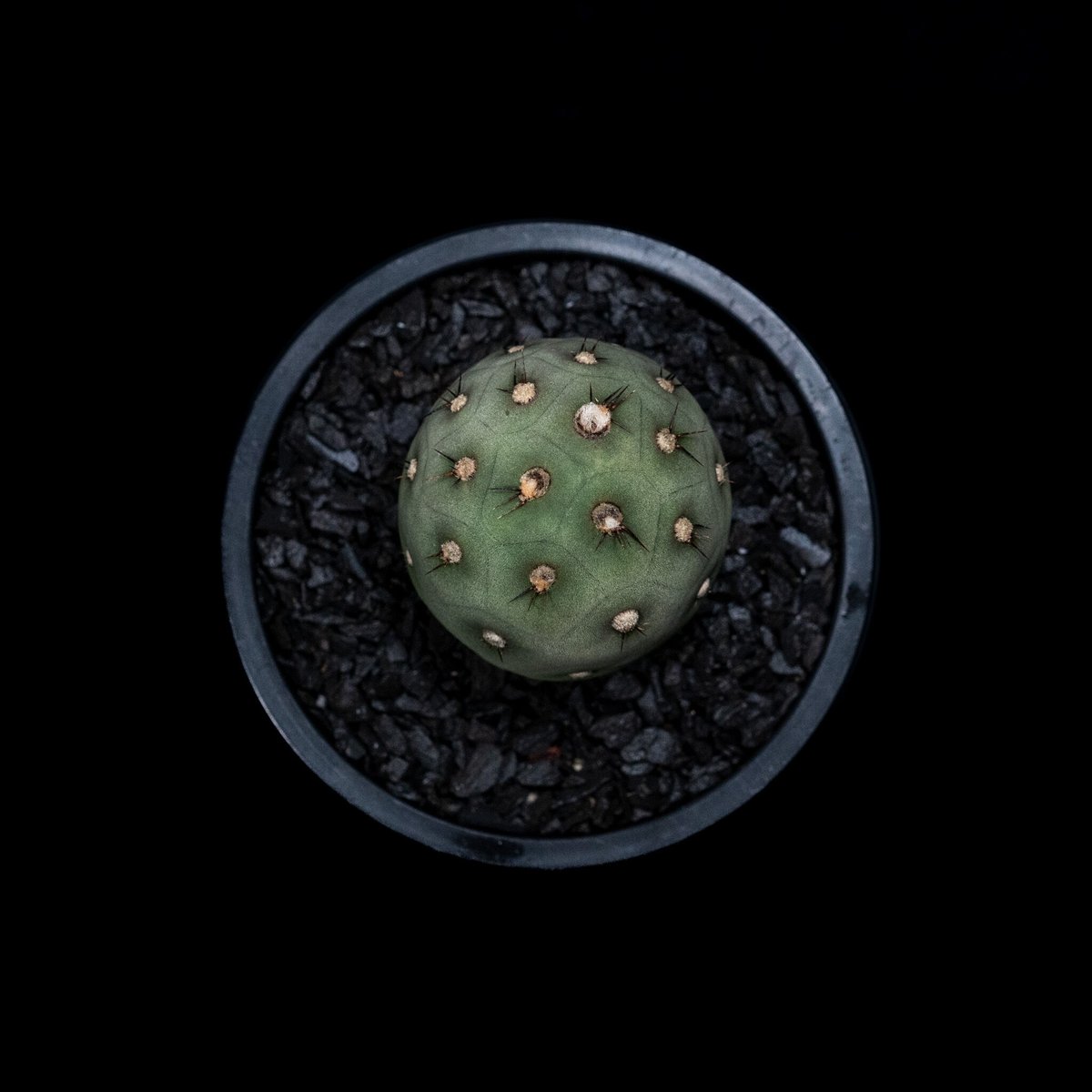 ゲオメトリクス＆valiem テフロカクタス ゲオメトリクス／Tephrocactus geometricus no.