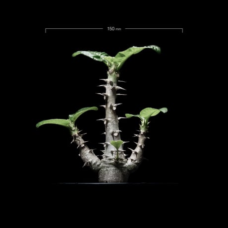 パキポディウム ウィンゾリー / Pachypodium baronii var. windsorii