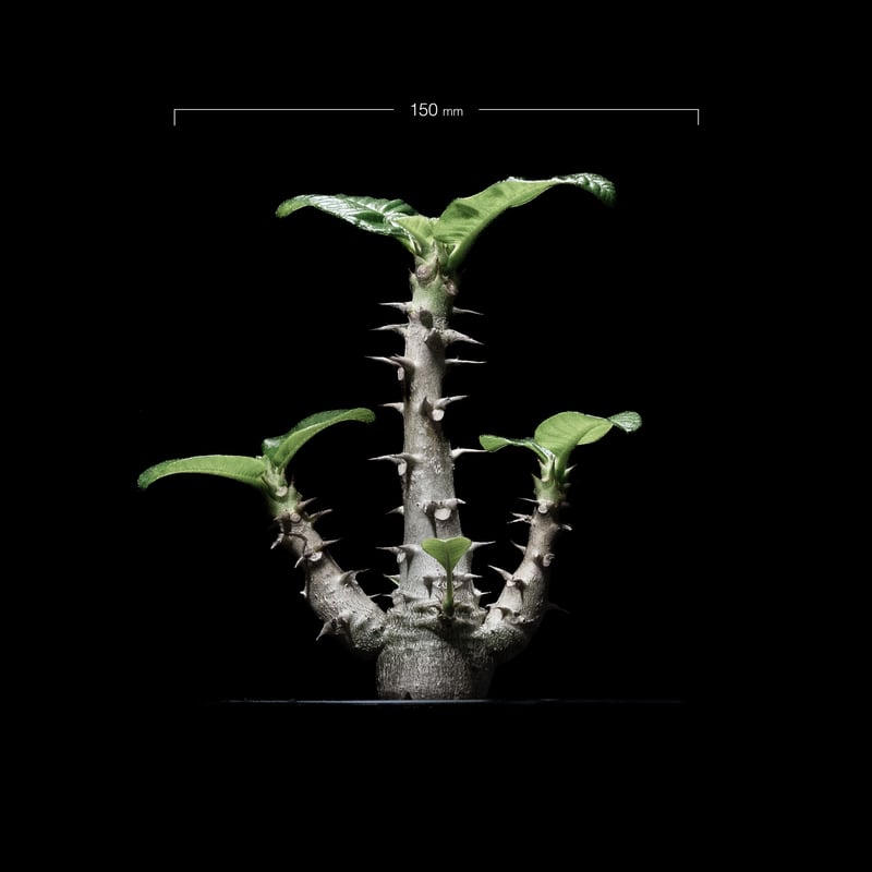 パキポディウム ウィンゾリー / Pachypodium baronii var. winds パキポディウム ウィンゾリー / Pachypodium baronii var. winds