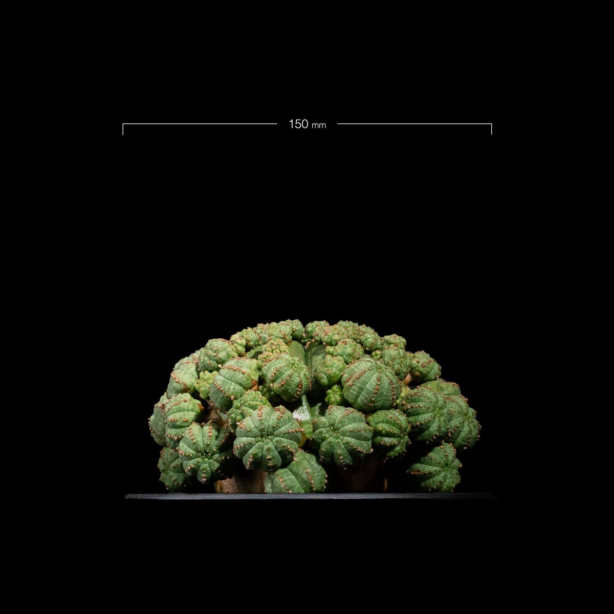 シンメトリカ ユーフォルビア 雄現品 佐川急便ゆうパック発送 ユーフォルビア シンメトリカ / Euphorbia obesa ssp. symmetric