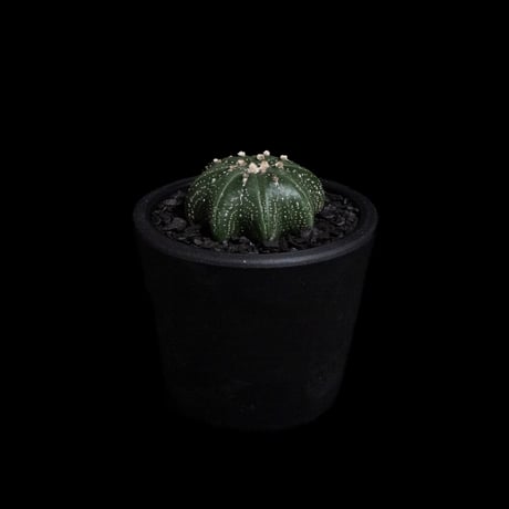 アストロフィツム アステリアス ヒトデ型 / Astrophytum asterias 'Star Shape' #41