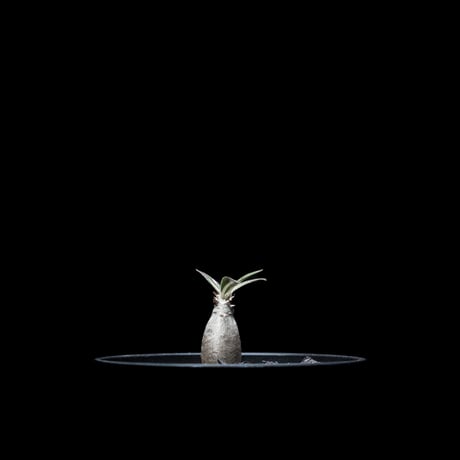 パキポディウム グラキリス / Pachypodium rosulatum var. gracilius #10