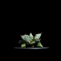 アガベ 王妃笹の雪 A型 白覆輪斑 ピンキー / Agave filifera var
