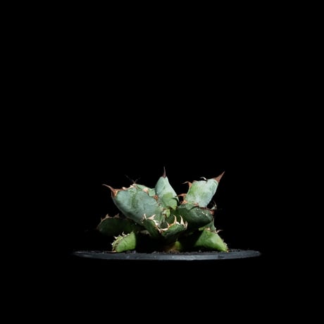 アガベ チタノタ ブラック&ブルー / Agave titanota ‘Black & Blue’ #19