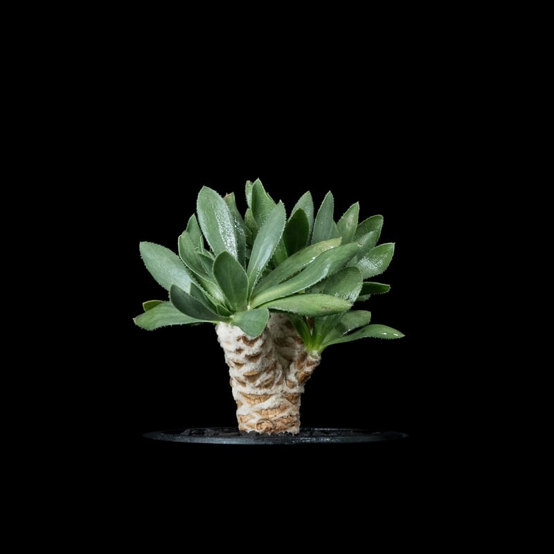 ユーフォルビア　オトンナ　レトロルサ　大株 ザ・ファームセレクト]オトンナ：レトロルサ 3号鉢植え* の通販