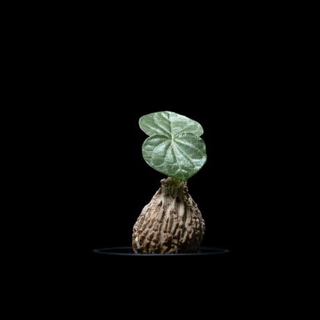マテレア シクロフィラ / Matelea cyclophylla #2