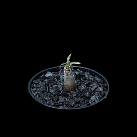 パキポディウム グラキリス / Pachypodium rosulatum var. gracilius #11