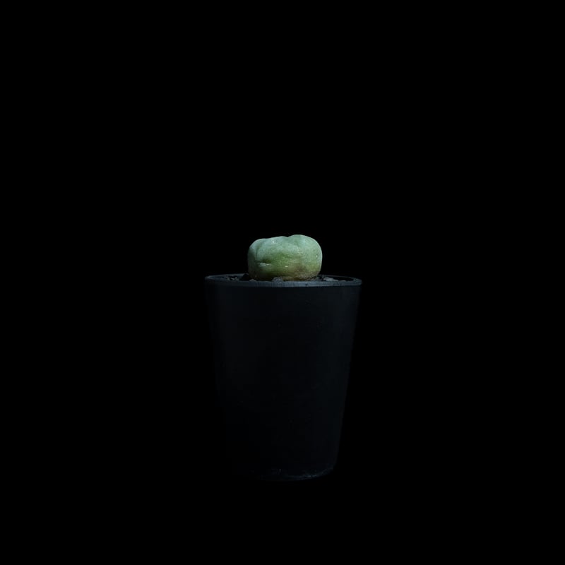 ロフォフォラ 銀冠玉 / Lophophora williamsii var. decipie