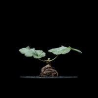 ペラルゴニウム ロバツム / Pelargonium lobatum #1